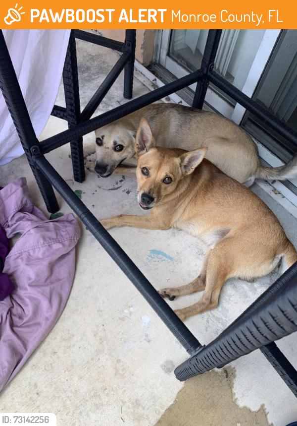 Found/Stray Male Dog last seen Fred hunter cemetery, Hollywood, FL 33020