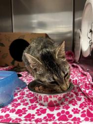 Shelter Stray Female Cat last seen Near BLOCK FALCOLN AVE, 10521 Baur Blvd, Olivette, MO 63132, USA