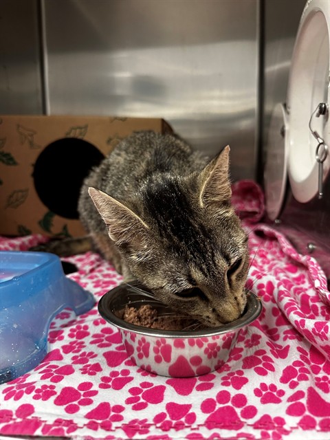 Shelter Stray Female Cat last seen Near BLOCK FALCOLN AVE, 10521 Baur Blvd, Olivette, MO 63132, USA