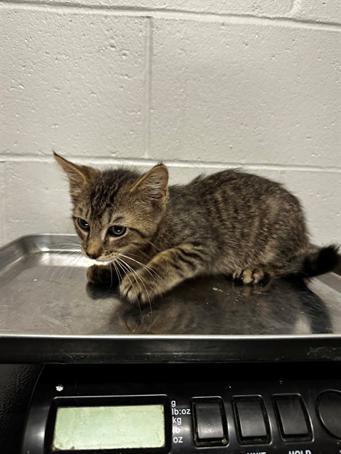 Shelter Stray Male Cat last seen Near BLOCK FALCOLN AVE, 10521 Baur Blvd, Olivette, MO 63132, USA