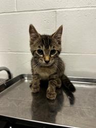 Shelter Stray Male Cat last seen Near BLOCK FALCOLN AVE, 10521 Baur Blvd, Olivette, MO 63132, USA