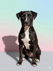 Shelter Stray Female Dog last seen Near BLOCK MONCRIEF RD, 2020 Forest St, Jacksonville, FL 32204, USA