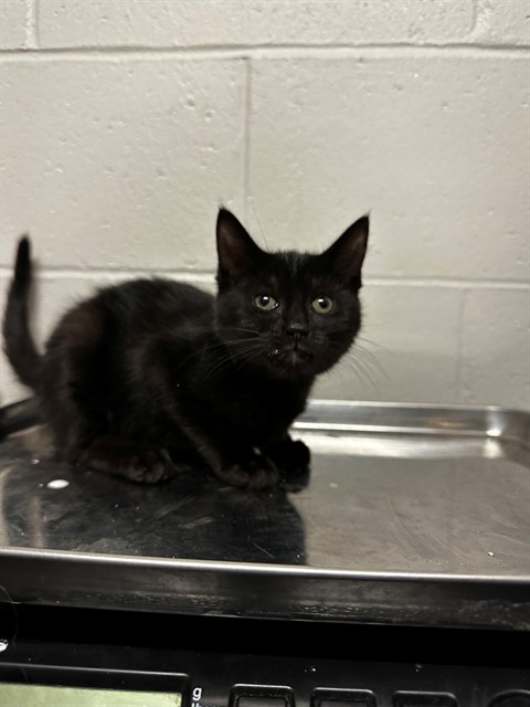 Shelter Stray Female Cat last seen Near BLOCK FALCOLN AVE, 10521 Baur Blvd, Olivette, MO 63132, USA