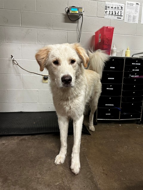 Shelter Stray Male Dog last seen SHADY GROVE CT, 10521 Baur Blvd, Olivette, MO 63132, USA
