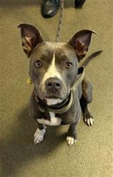 Shelter Stray Female Dog last seen WEST 22ND STREET, 2020 Forest St, Jacksonville, FL 32204, USA