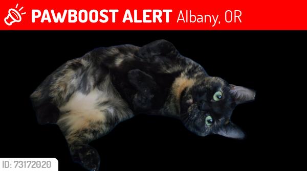 Lost Female Cat last seen Geary street near Walgreens and petco in Albany, Albany, OR 97322