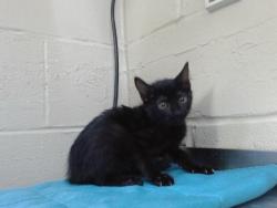 Shelter Stray Female Cat last seen , 2769 Conroy Rd, Orlando, FL 32839, USA