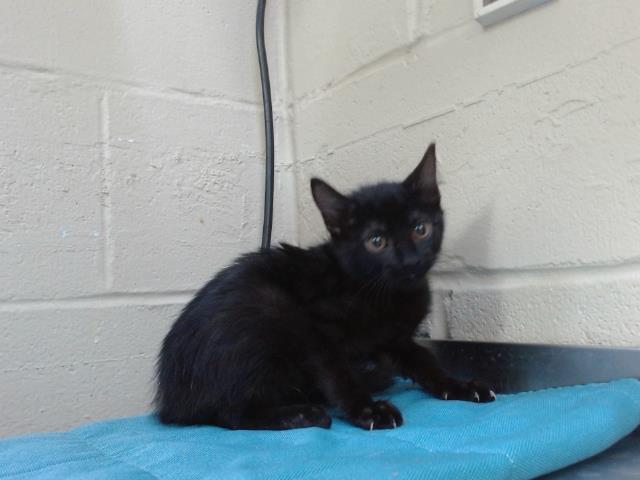 Shelter Stray Female Cat last seen , 2769 Conroy Rd, Orlando, FL 32839, USA