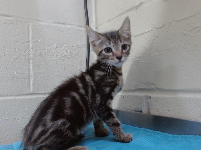 Shelter Stray Male Cat last seen , 2769 Conroy Rd, Orlando, FL 32839, USA