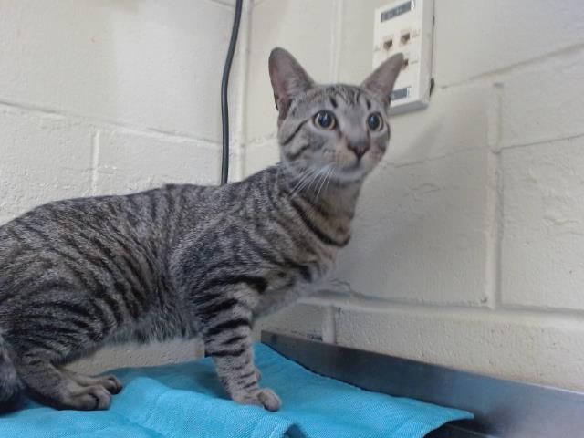 Shelter Stray Male Cat last seen , 2769 Conroy Rd, Orlando, FL 32839, USA