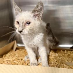 Shelter Stray Female Cat last seen S DELLWOOD DR, EUSTIS, 12280 County Rd 448, Tavares, FL 32778, USA