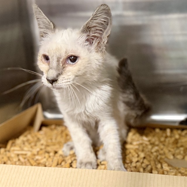Shelter Stray Female Cat last seen S DELLWOOD DR, EUSTIS, 12280 County Rd 448, Tavares, FL 32778, USA