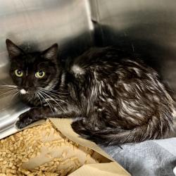 Shelter Stray Male Cat last seen S DELLWOOD DR, EUSTIS, 12280 County Rd 448, Tavares, FL 32778, USA