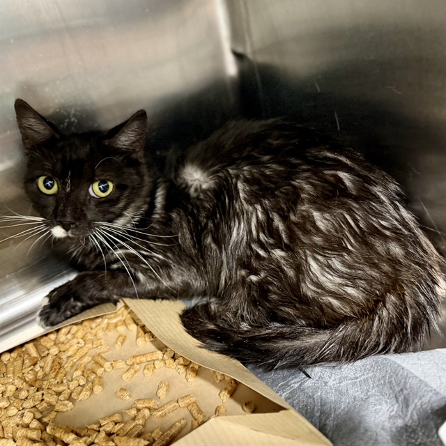Shelter Stray Male Cat last seen S DELLWOOD DR, EUSTIS, 12280 County Rd 448, Tavares, FL 32778, USA