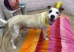 Shelter Stray Female Dog last seen Near BLOCK LAWRENCE, DETROIT, MI 48204, 7401 Chrysler Dr, Detroit, MI 48211, USA
