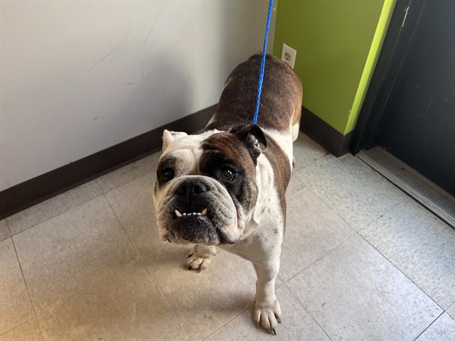 Shelter Stray Female Dog last seen Near BLOCK 144TH AVE SE, KENT WA 98042, 21615 64th Ave S, Kent, WA 98032, USA