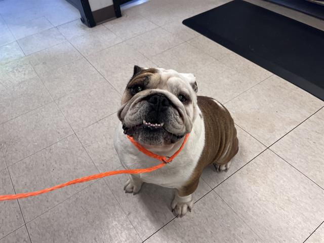 Shelter Stray Male Dog last seen Near BLOCK 144TH AVE SE, KENT WA 98042, 21615 64th Ave S, Kent, WA 98032, USA