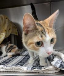 Shelter Stray Female Cat last seen Near BLOCK E 7 MILE RD, DETROIT, MI ,48234, 7401 Chrysler Dr, Detroit, MI 48211, USA
