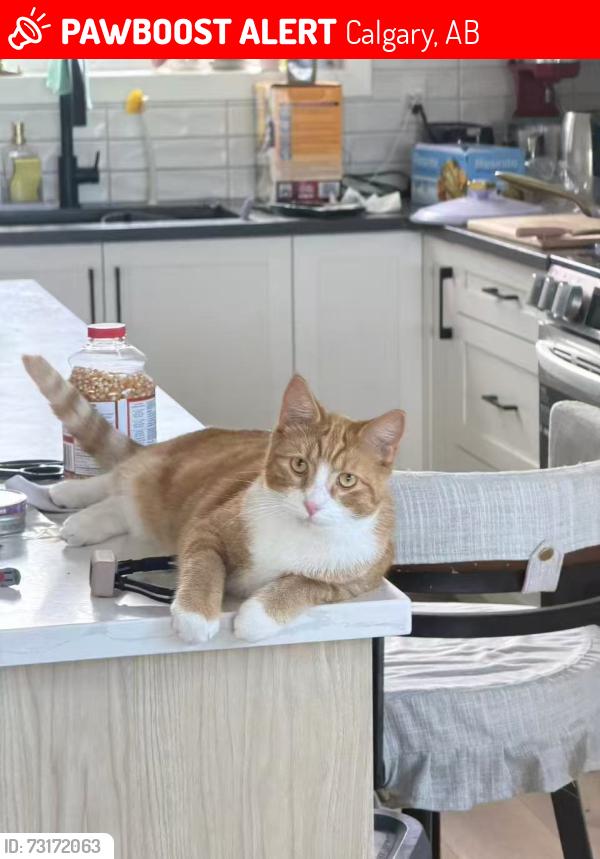 Lost Female Cat last seen It's right across from play ground., Calgary, AB 