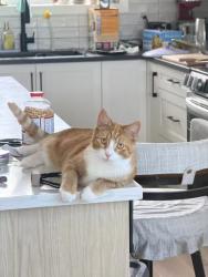 Lost Female Cat last seen It's right across from play ground., Calgary, AB 