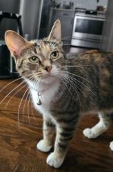 Found/Stray Female Cat last seen Near and Chappel near Jeffrey Blvd, Chicago, IL 60649