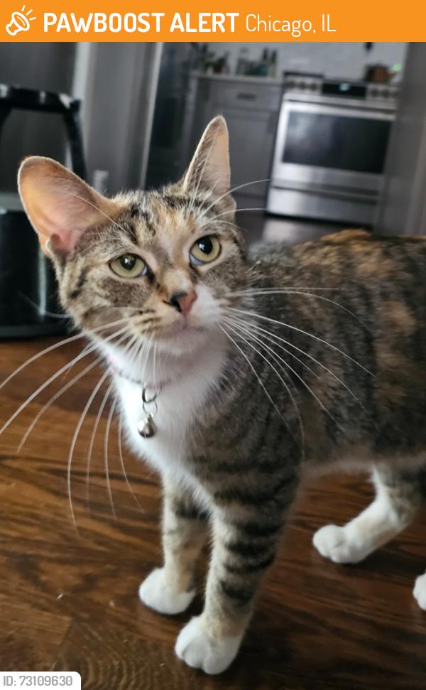 Found/Stray Female Cat last seen Near and Chappel near Jeffrey Blvd, Chicago, IL 60649