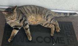Found/Stray Male Cat last seen Stewart & Gray and Lakewood, Downey, CA 90241