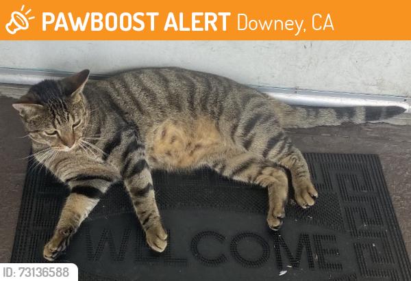 Found/Stray Male Cat last seen Stewart & Gray and Lakewood, Downey, CA 90241