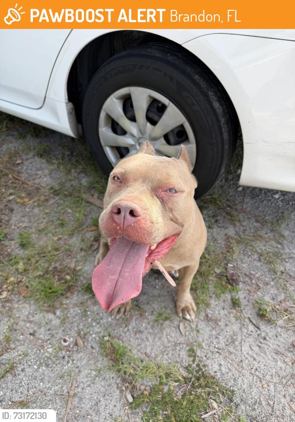 Found/Stray Female Dog last seen Behind Nordstrom rack on causeway blvd, Brandon, FL 33511