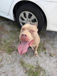 Found/Stray Female Dog last seen Behind Nordstrom rack on causeway blvd, Brandon, FL 33511