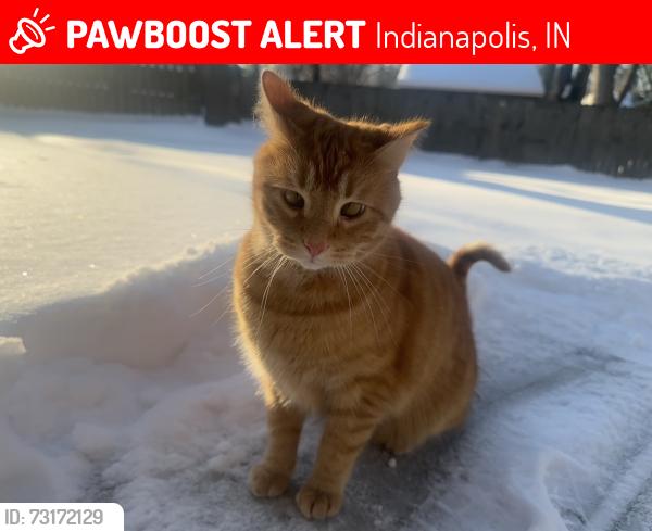 Lost Male Cat last seen East 70th St, Keystone Ave, Indianapolis, IN 46220
