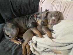 Lost Female Dog last seen Winding lane Champaign il, Champaign, IL 61820