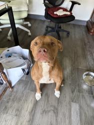 Reunited Male Dog last seen Rothwood Rd, Texas 77389, USA, Harris County, TX 77389