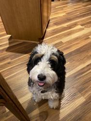 Reunited Female Dog last seen Blue Crush ct, Rock Hill, SC 29732