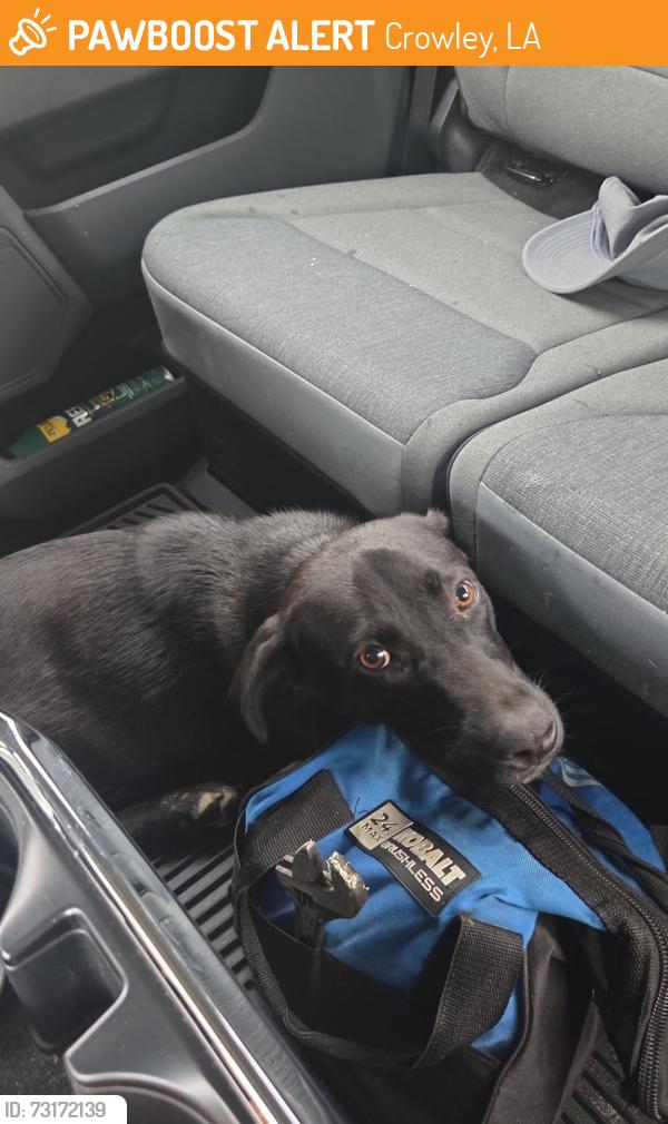 Found/Stray Female Dog last seen Ebenezer road, Crowley, LA 70526