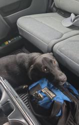 Found/Stray Female Dog last seen Ebenezer road, Crowley, LA 70526