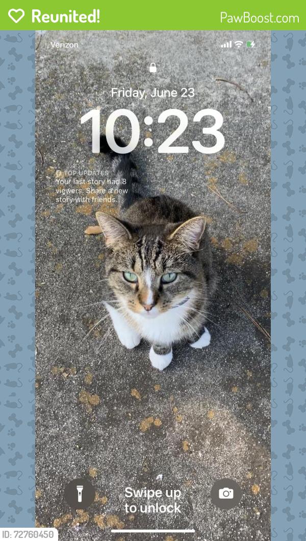 Reunited Female Cat last seen Radio rd, Charleston, SC 29407