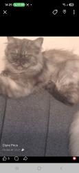 Reunited Female Cat last seen Bs16 2pt, Fishponds, England BS16 5BP