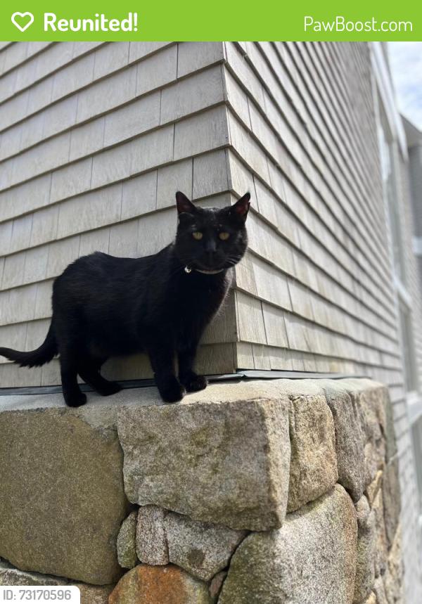 Reunited Male Cat last seen Delano Park Entrance One, Cape Elizabeth, ME 04107