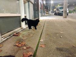Reunited Male Cat last seen Pine and 15th, Seattle, WA 98122