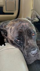 Reunited Unknown Dog last seen Dallas national golf club, Dallas, TX 75211