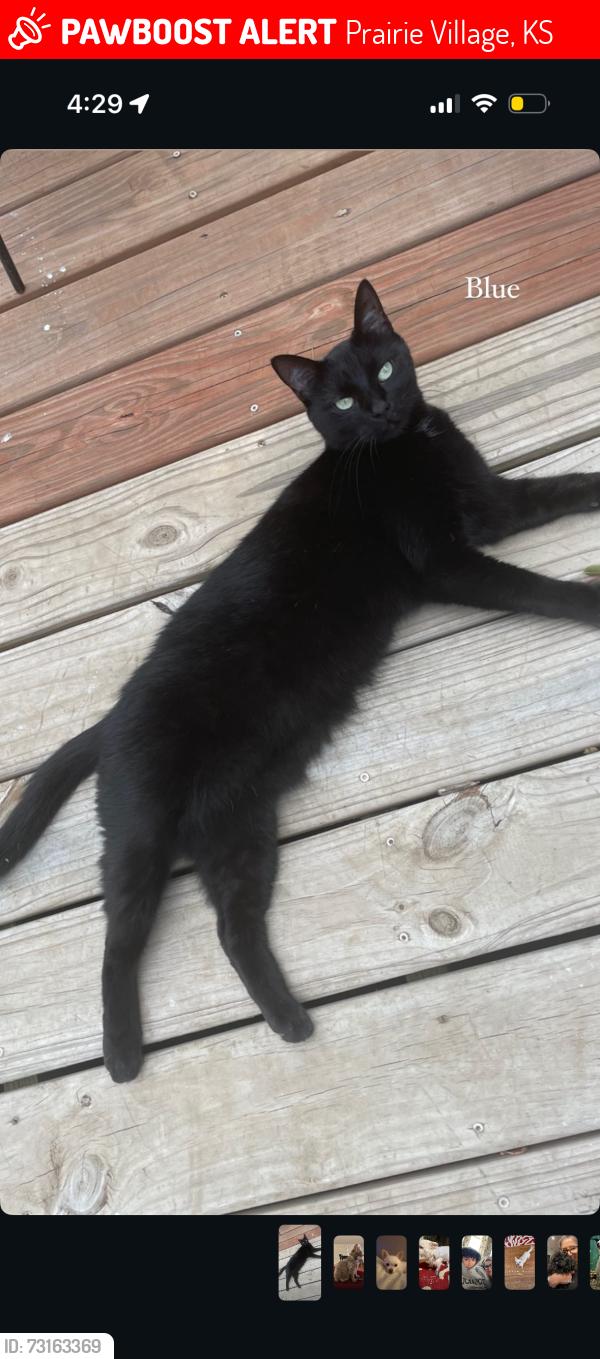 Lost Female Cat last seen Indian Hills Country Club, Mission Hills, KS 66208