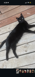 Lost Female Cat last seen Indian Hills Country Club, Mission Hills, KS 66208