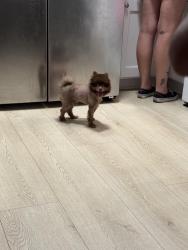 Lost Male Dog last seen Gilbert and katella, Garden Grove, CA 92841