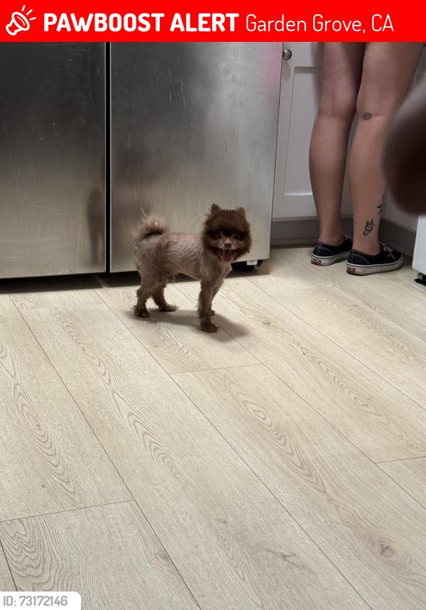 Lost Male Dog last seen Gilbert and katella, Garden Grove, CA 92841