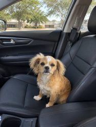 Reunited Female Dog last seen Flores and Military, San Antonio, TX 78214