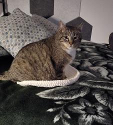 Lost Male Cat last seen Elkhorn RD, Watsonville, CA 95076