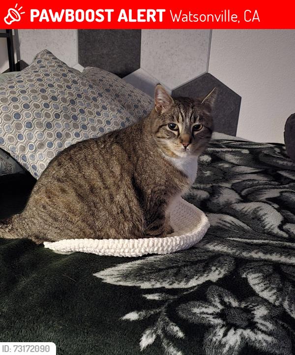 Lost Male Cat last seen Elkhorn RD, Watsonville, CA 95076