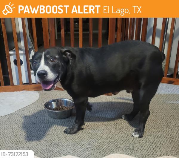 Found/Stray Male Dog last seen Willow Vista Dr. And cedar, El Lago, TX 77586
