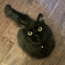 Reunited Female Cat last seen Dayton Blvd, Chattanooga, TN 37415